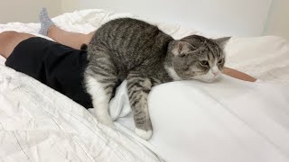 お昼寝中に金縛りにあったと思ったら甘えんぼ猫がこうなってました…w【もちまる日記】