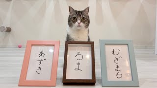 【祝】兄になった猫に弟妹たちの名前を決めてもらったらこうなりました！【もちまる日記】