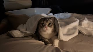 台風の日、避難所に入れないので猫と車中泊しました。【もちまる日記】