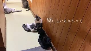 人間みたいに「手」でお尻をかく猫【hibineco／保護猫シェルター】