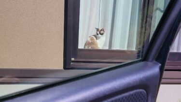 出かける前に見送りに来てくれた愛猫に車から降りて近づいた結果🙄【CuteWoo】