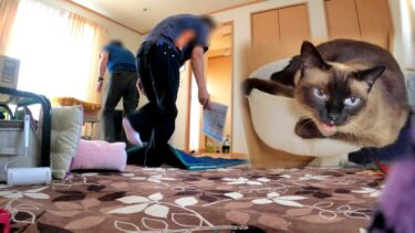 部屋に知らない人が入って来て逃げようとしたシャム猫が逃げ遅れた結果【CuteWoo】