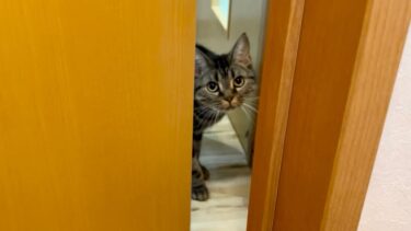 トイレを覗きに来た猫に突然乱入されて困ってしまいました…【ちょりちゃみチャンネル】