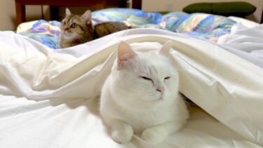 猫と旅館に泊まったら最高に幸せでした…！【ポムさんとしまちゃん / ねこべや】