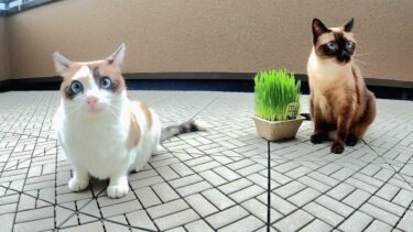 外で猫草を食べてる時にたえず小鳥に鳴かれるシャム猫達の反応が🤭【CuteWoo】