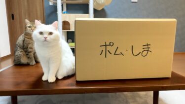 突然ですが引越しすることになりました！【ポムさんとしまちゃん / ねこべや】