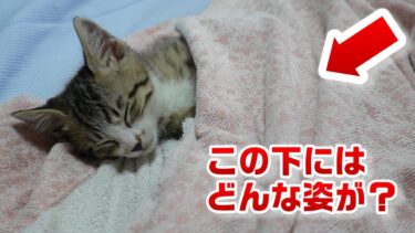 布団めくってみたら想像以上に可愛いポーズで寝てた子猫　【リキちゃんねる　猫動画】 キジトラ 猫のいる暮らし