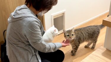 3日ぶりに母親が猫と会ったら大歓迎されました！【ポムさんとしまちゃん / ねこべや】