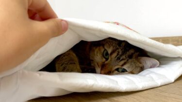 寒くなったので猫布団から出てこなくなりました…。【ポムさんとしまちゃん / ねこべや】