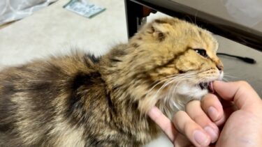 指を差し出すとペロペロ舐めてくる猫が可愛すぎた【ちょりちゃみチャンネル】