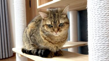 しまちゃんを怒らせてしまいました…。【ポムさんとしまちゃん / ねこべや】