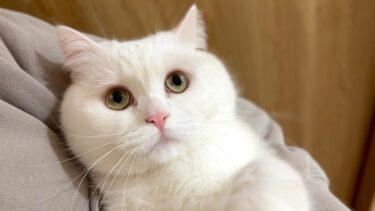 猫がホームシックで夜泣きをするので寝られませんでした…。【ポムさんとしまちゃん / ねこべや】