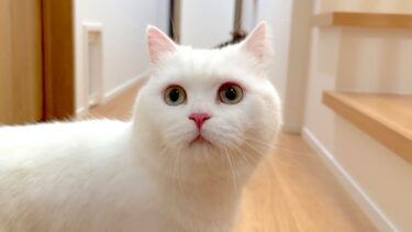 ３年かけて本気で猫のための家を作りました！【ポムさんとしまちゃん / ねこべや】