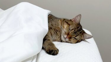 人生で初めてしま猫と一緒に寝たら最高に幸せでした…！【ポムさんとしまちゃん / ねこべや】
