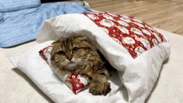 寒くなって布団から出られなくなってしまった猫【ちょりちゃみチャンネル】