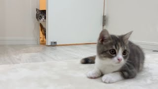初めて妹の存在に気づいた兄猫がこうなりました…【もちまる日記】