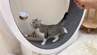 目の前に猫缶をぶら下げたら運動嫌いな猫がとんでもないことになりましたw【もちまる日記】