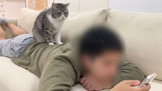 長旅で疲れてる弟にどうしてもかまってほしい猫がかわいすぎましたw【もちまる日記】