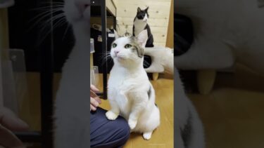 豆大福、お誕生日おめでとう！！【ひのき猫】