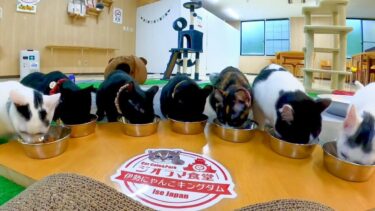【ジオラマ食堂】猫ちゃん達、御飯の時間です【感動猫動画】