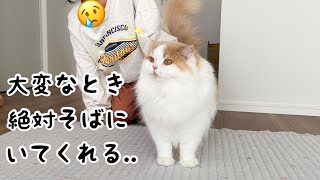 うちのツンデレ猫に癒されたら、大変な仕事も乗り切れた！【猫のレモンちゃんねる】