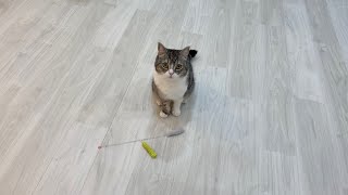 仕事してると申し訳なさそうに猫じゃらしを持ってくる猫がかわいすぎたw【もちまる日記】