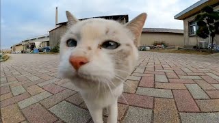【今週のボツ動画】短い野良猫動画まとめて公開-unreleased video of this week-2022/11/4w【感動猫動画】