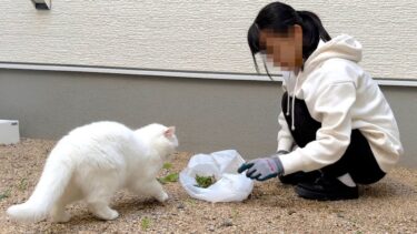 もふ猫が妹の仕事を手伝おうとした結果…。【ポムさんとしまちゃん / ねこべや】