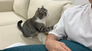 猫にモテる香水をつけてみたらとんでもないことになりました…笑【もちまる日記】