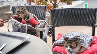 スタバでてんやわんやなお兄ちゃん猫と踏まれても動じない冷静沈着すぎる子猫【リキちゃんねる　猫動画】 キジトラ 猫のいる暮らし