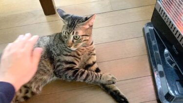 イカ耳状態の子猫に触った結果…【てん動画】