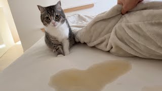 【悲報】寝坊したらついに猫におしっこをかけられました…【もちまる日記】