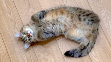 猫のお尻をトントンした時の反応が可愛すぎた…笑【ポムさんとしまちゃん / ねこべや】
