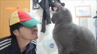 タケコプター帽子に微妙な食いつきをみせる灰色猫【kokesukepapa】