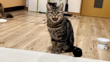 名前を呼ぶと返事をしながら近寄ってくる猫【ちょりちゃみチャンネル】