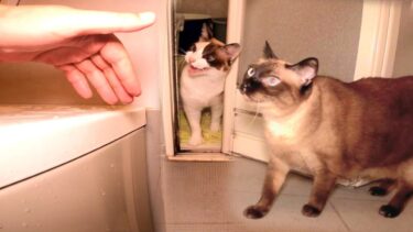 風呂嫌いな猫達が中へ入りたがってたので蓋の上へ招いたら🤭🛀【CuteWoo】