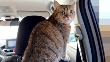 車酔いしやすい猫のために猫に優しい車を買いました！【ポムさんとしまちゃん / ねこべや】