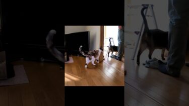 くしゃみにびっくりして逃げる猫と堂々とする猫🤮 #Shorts【CuteWoo】