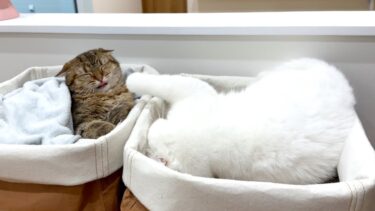 お揃いのベッドを買ったのに何でそうなるの！！？？【ポムさんとしまちゃん / ねこべや】