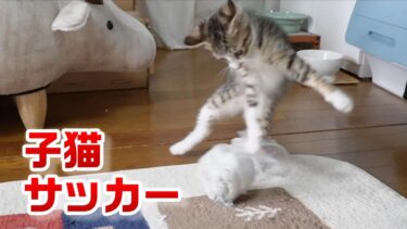 サッカーを習得（？）した子猫ゴマちゃん～サッカーニャールドカップ幼児の部～【リキちゃんねる　猫動画】 キジトラ 猫のいる暮らし