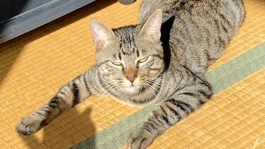 子猫を煽りまくったら凶暴化してブチギレられました…【てん動画】