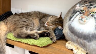 しまちゃんの１日に密着したら自由すぎた…！笑【ポムさんとしまちゃん / ねこべや】