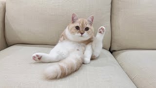 去勢後に自分のタマタマが無いと気づいてしまった子猫がこうなりました…【もちまる日記】