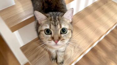 飼い主がいないと猫は妹に全力で甘えにいくみたいです！【ポムさんとしまちゃん / ねこべや】