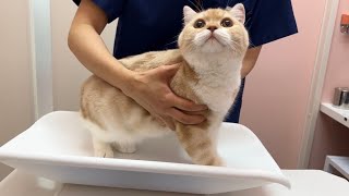 子猫に発情期が来てしまったので急遽病院に搬送しました。【もちまる日記】