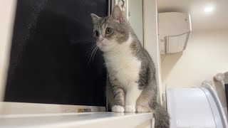 初めて野良猫の交尾を目撃してしまった猫がこうなっちゃいました…【もちまる日記】