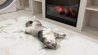寒がりな猫に暖炉をプレゼントしたら秒でこうなりましたw【もちまる日記】