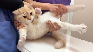 子猫が手術前に大暴れして病院がとんでもないことになりました…【もちまる日記】