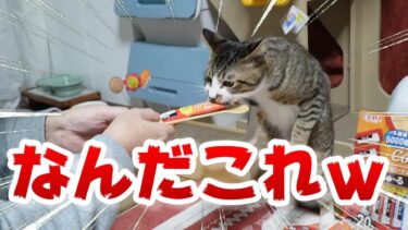 【衝撃の姿】ちゅ～るを食べた過ぎてとんでもないポーズで食べる子猫ゴマちゃん ~猫らしさは捨てない？猫背二本足立ち中腰スタイル～【リキちゃんねる　猫動画】 キジトラ 猫のいる暮らし