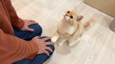 ２週間ぶりに飼い主に再会した子猫の反応がかわいすぎました…【もちまる日記】